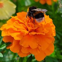 Tagetes Rozpierzchła Harvest Moon apelsinų gėlių sėklos 1g sodui
