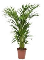 Vazoninis augalas dipsis, Ø 21, 100 cm, lot. DYPSIS LUTESCENS