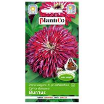 Dahlia zinnia Burnus sėklos 1g gėlių sodui