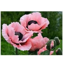 Full 5D Diy Diamond Painting Red flower Drill Embroidery Cross Stitch Home Decor Handmade Gift 25x30cm