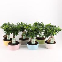 Vazoninis augalas fikusas, vazone, Ø 15, 35 cm, lot. FICUS GINSENG, in ceramic