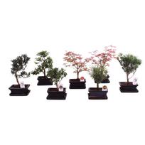 Lauko augalas bonsas, vazone, Ø 15, 35 cm, lot. Bonsai outdoor