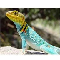 Visas 5D „Pasidaryk pats“ deimantinė tapyba Chameleonas Gyvūnas Siuvinėjimas Kryželiu Namų Dekoracija Rankų darbo Dovana 20X25CM
