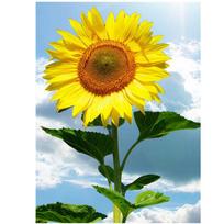 Full 5D Diy Diamond Painting A Sunflower Mosaic Embroidery Cross Stitch Home Decor Handmade Gift 20X25CM