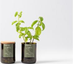 Užauginamas bazilikas LIFE IN A BAG stikliniame butelyje, 10x7 cm, 250 gr