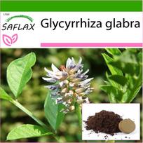 SAFLAX Saldymedis – 30 sėklų – Su vazoniniu substratu geresniam auginimui – Glycyrrhiza glabra