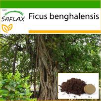 SAFLAX - Indinis fikas - 20 sėklų - Su sodinimo substratu geresniam auginimui - Ficus benghalensis