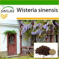 SAFLAX Mėlyoji kininė visterija - 4 sėklos - Su auginimo substratu geresniam auginimui - Wisteria sinensis