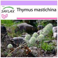 SAFLAX - Mastic čiobrelis - 250 sėklų - Thymus mastichina