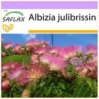 SAFLAX Pinc Acacia - 50 sėklų - Albizia julibrissin