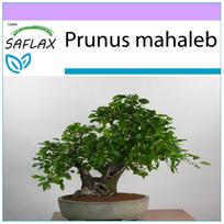 SAFLAX Bonsai - Mahaleb Vyšnia - 30 sėklų - Prunus mahaleb