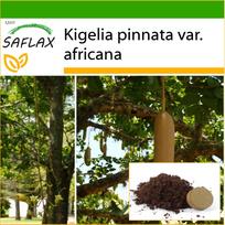 SAFLAX Dešros medis – 10 sėklų – Su vazoniniu substratu geresniam auginimui – Kigelia pinnata