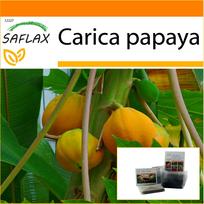 SAFLAX Sodas maiše – Meliono medis – 30 sėklų – Su substratu tinkamame maišelyje – Carica papaya