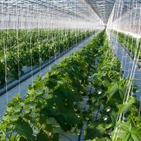 2x 15M sodo pomidorų kabliukai daržovių spaustukai ūkiams sodinti