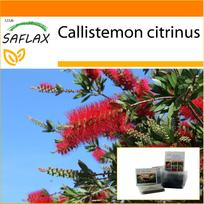 SAFLAX Sodas maiše – Raudonas butelio šepetys – 400 sėklų – Su substratu tinkamame stovimame maišelyje – Callistemon citrinus