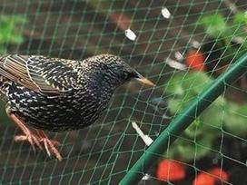 Tinklas nuo paukščių ir krušos 2x5 m