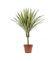 Vazoninis augalas dracena, Ø 17, 60 cm, lot. 30-10, Dracaena Compacta
