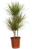 Vazoninis augalas dracena, Ø 24, 120 cm, 60-30-15, lot. Dracaena Bicolor