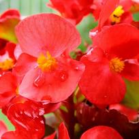 Begonia purpurowoczerwona nasiona KWIATÓW świeże PREMIUM 0,01g