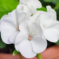 Baltos kraštinės pelargonijos šviežios GĖLIŲ sėklos PREMIUM 10 vnt