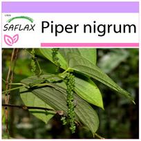 SAFLAX - Pipirų augalas - 20 sėklų - Piper nigrum
