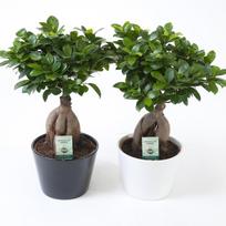 Vazoninis augalas fikusas, vazone, Ø 19, 42 cm, lot. FICUS GINSENG, in ceramic