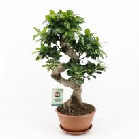 Vazoninis augalas bonsas, vazone, Ø 15, 25 cm, lot. Bonsai Podocarpus macr, with saucer
