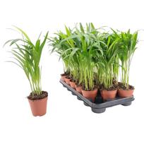 Vazoninis augalas dipsis, Ø 7, 40 cm, lot. DYPSIS LUTESCENS