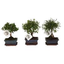Vazoninis augalas bonsas, vazone, Ø 15, 25 cm, lot. BONSAI Mix, with saucer