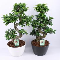 Vazoninis augalas fikusas, vazone, Ø 25, 75 cm, lot. FICUS GINSENG S TYPE, in ceramic
