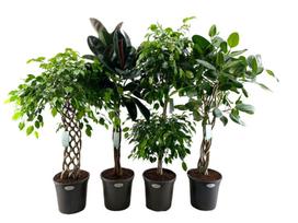 Vazoninis augalas fikusas, Ø 32, 170 cm, lot. FICUS BEN. STEM