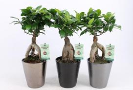 Vazoninis augalas fikusas, vazone, Ø 13, 35 cm, lot. FICUS GINSENG, in ceramic