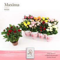 Vazoninis augalas rožė, Ø 14, 35 cm, lot. ROSA