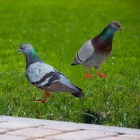 2x Pigeon Statues Garden Stakes Animal Sculptures,Yard Art Bird Figurines Ground Insert for