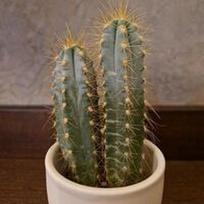 Pilosocereus azureus