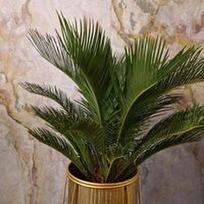 Cycas Revoluta