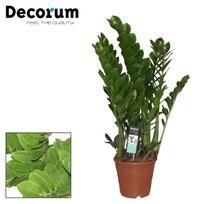 Vazoninis augalas zamiokulkas, Ø 27, 110 cm, lot. ZAMIOCULCAS