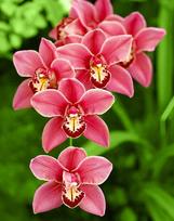 Deimantinis paveikslas Cimbidium WD033 38*48 cm