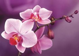 Deimantinis paveikslas Branch of Orchids WD038 38*27 cm