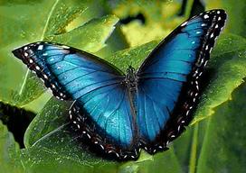 Deimantinis paveikslas Blue Morpho WD055 30*20 cm