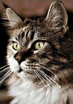 Deimantinis paveikslas Cat at Home WD212 20*30 cm
