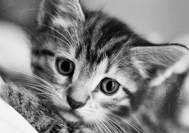 Deimantinis paveikslas Black and White Cat WD213 30*20 cm