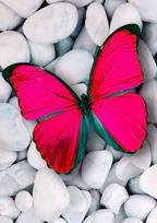 Deimantinis paveikslas Pink Butterfly WD054 20*30 cm