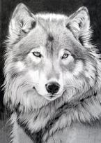Deimantinis paveikslas Grey Wolf WD086 27*38 cm