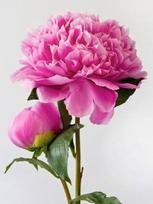 Deimantinis paveikslas Pink Peony WD276 15*20 cm