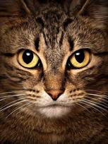 Deimantinis paveikslas Wise Cat WD280 15*20 cm