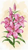 Deimantinis paveikslas Lilies WD2582