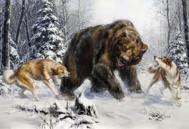 Deimantinis paveikslas Huskies and Bear WD2456