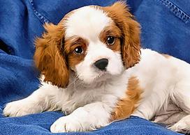 Deimantinis paveikslas Spaniel Puppy WD2415