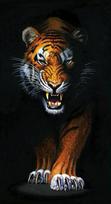 Deimantinis paveikslas Stalking Tiger WD2408